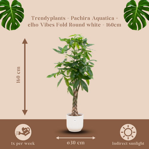 Trendyplants - Pachira Aquatica inclusief elho Vibes Fold Round wit - 160 cm - Ø30cm - vtwonen shop