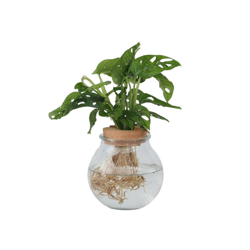 Plant in a Box Monstera Monkey Mask Gatenplant Hydroponie Kamerplant op water - vtwonen shop