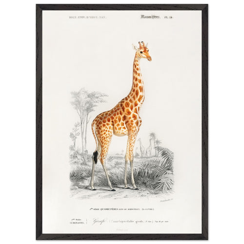 Artfulprints Poster met Lijst Charles Dessalines d'Orbigny - Giraffe (giraffa camelopardalis)   - 50x70 cm - Oranje