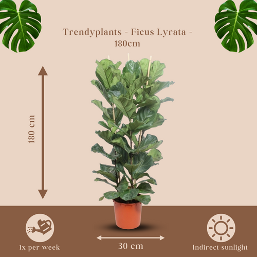 Trendyplants - Ficus Lyrata struik - Tabaksplant - Kamerplant - Hoogte 170-190 cm - Potmaat Ø30cm - vtwonen shop