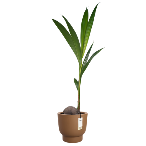 elho amber grail 40 karamel | Bloempot |Premium statementdesign