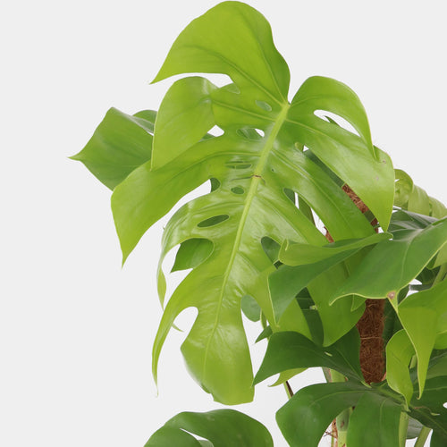 Plant in a Box kamerplant Monstera Deliciosa - hoogte 120-130cm - pot 24cm - vtwonen shop