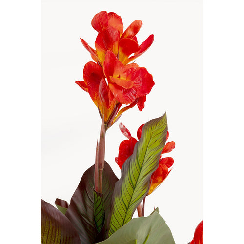 Kare Design Kunstplanten Canna Lily 165cm