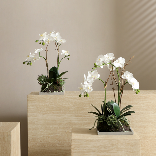 Sia Deco Orchidee En Succulenten Compositie - wit - H43 - vtwonen shop