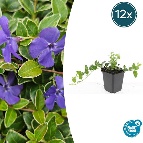 Trendyplants - Vinca minor 'Ralph Shugert' - 12 stuks - Maagdenpalm - Winterhard - Hoogte 10-30 cm - Potmaat Ø9cm - vtwonen shop