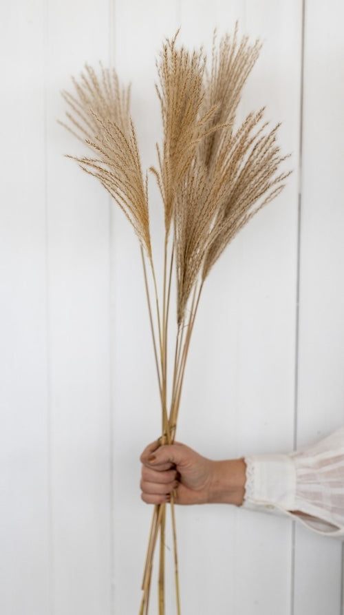 My Flowers.shop Gedroogde Miscanthus 10 stuks natuurlijk - vtwonen shop