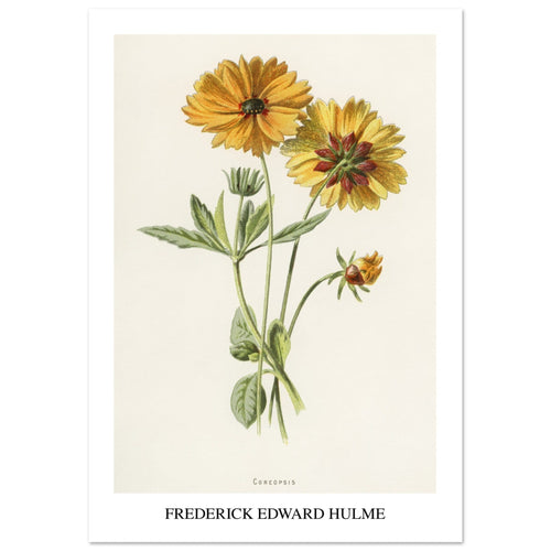 Artfulprints  Frederick Edward Hulme - Coreopsis   poster 70x100 cm