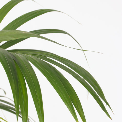 Plant in a Box kamerpalm Howea Forsteriana - hoogte 150-170cm - pot 24cm - vtwonen shop