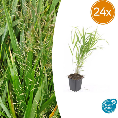 Trendyplants - Hakonechloa macra - 24 stuks - Japans berggras - Winterhard - Hoogte 10-30 cm - Potmaat Ø9cm - vtwonen shop