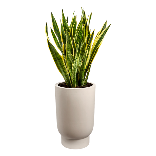 elho amber grail high 40 balanced beige | planter | Geschikt voor binnen en buiten