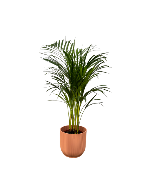 Trendyplants - Areca palm - ↨85cm - Ø19cm inclusief elho Vibes Fold Round roze Ø22cm x ↨20cm - vtwonen shop