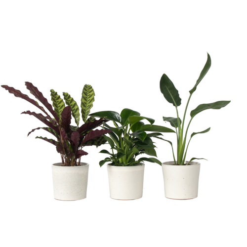 Plant in a Box kamerplant Green indoor Mix - hoogte 25-40cm - pot 12cm - vtwonen shop