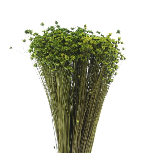 My Flowers.shop Groen gedroogde Klokjesbloemen | Groene Glixia Star Flowers droogbloemen | Lengte ± 50 cm | Per bos - vtwonen shop