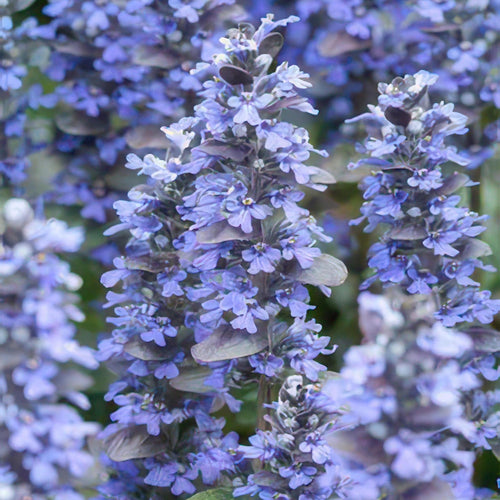 Trendyplants - Ajuga reptans - 40 stuks - Kruipend zenegroen - Winterhard - Hoogte 10-25cm - Potmaat Ø9cm - vtwonen shop