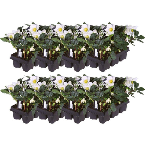 Trendyplants - Helleborus niger 'Christmas Carol' - 48 stuks - Kerstroos - Winterhard - Hoogte 15-25 cm - Potmaat Ø7cm - vtwonen shop