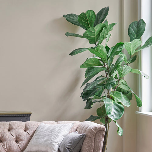 Laura Ashley Soft Natural Muurverf - 2,5 Liter - Beige - Mat - vtwonen shop