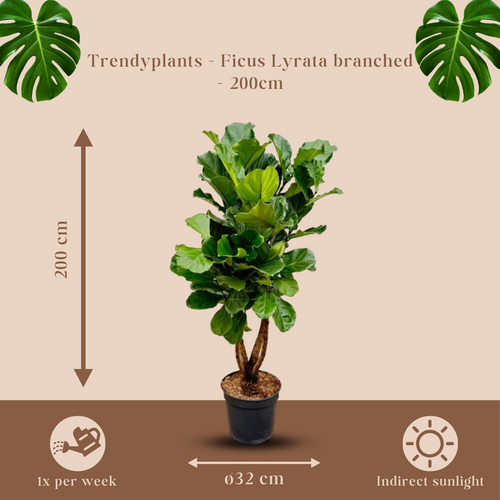 Trendyplants - Ficus Lyrata vertakt - Tabaksplant - Kamerplant - Hoogte 190-210 cm - Potmaat Ø32cm - vtwonen shop