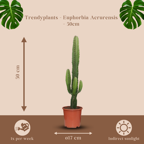 Trendyplants - Euphorbia Acrurensis - Cactus - Hoogte 40-60 cm - Potmaat Ø17cm - vtwonen shop