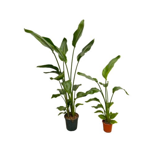 Trendyplants - Strelitzia Nicolai - 160 cm - Ø24cm + Strelitzia Nicolai - 130 cm - Ø17cm - vtwonen shop