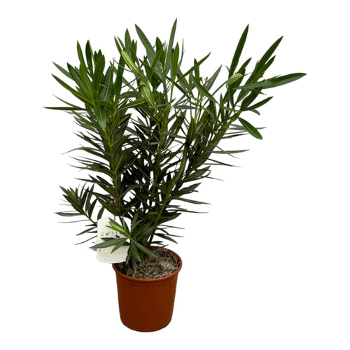 Trendyplants - Nerium Oleander struik met rode bloem - Hoogte 80-100 cm - Tuinplant - Potmaat Ø22cm - vtwonen shop