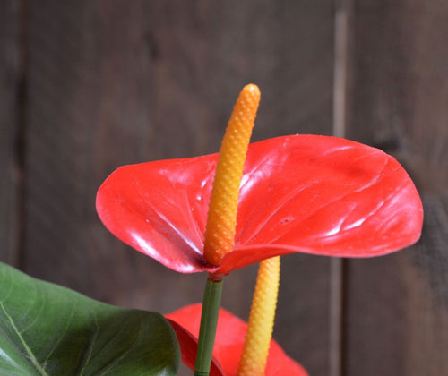 Maxifleur Anthurium kunstplant 40cm - rood in 10cm kweekpot