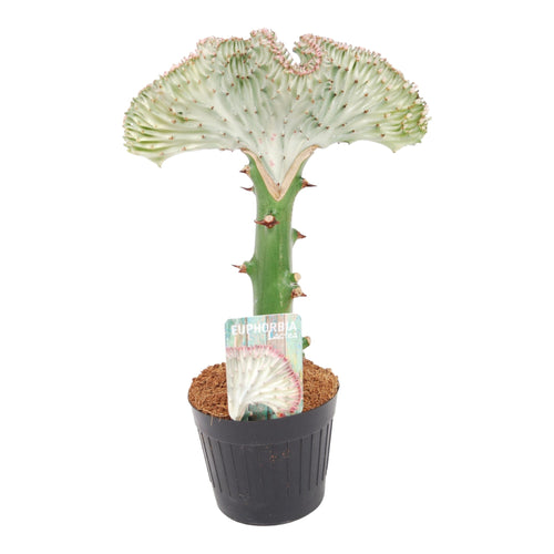 Trendyplants special - Euphorbia lactea Cristata wit - Cactus - Hoogte 20-40 cm - Potmaat Ø10,5cm - vtwonen shop