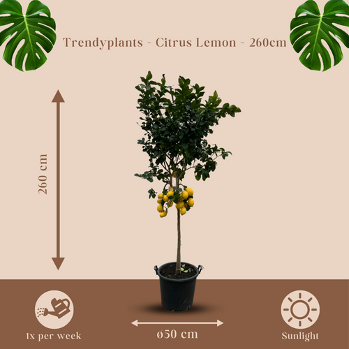 Trendyplants - Citrus Lemon - Citroenboom - Hoogte 250-270 cm - Potmaat Ø50cm - vtwonen shop