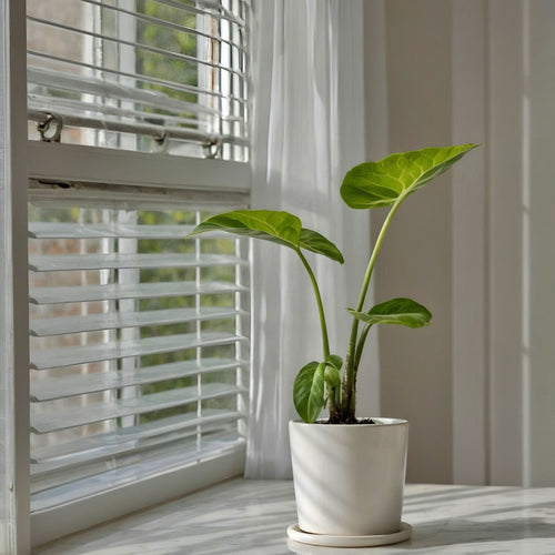 Plant in a Box Alocasia Macrorrhiza - 'Olifantsoor' - Pot 17cm - Hoogte 60-70cm - vtwonen shop