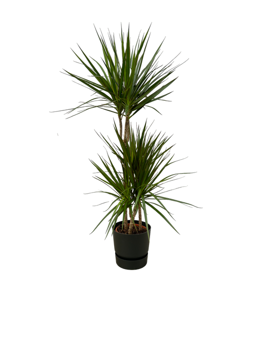 Trendyplants - Dracaena Marginata - ↨120cm - Ø21cm inclusief elho Greenville Round zwart Ø24cm x ↨23cm - vtwonen shop