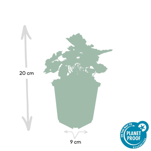 Trendyplants - Heuchera micrantha 'Palace Purple' - 20 stuks - Purperklokje - Winterhard - Hoogte 20-30 cm - Potmaat Ø9cm - vtwonen shop