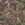 Graham & Brown Vliesbehang - Jungle Jamboree Green