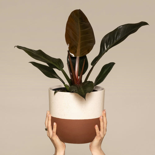 Plant in a Box kamerplant Philodendron Imperial red - hoogte 50cm - pot 19cm - vtwonen shop