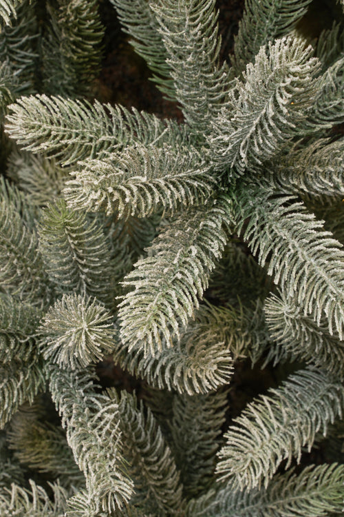 Black Box Trees Nagoya Kunstkerstboom - H120 x Ø79 cm - Groen Frosted - vtwonen shop