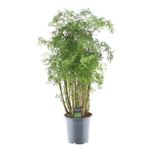 Trendyplants - Polyscias Hawaiiana Ming - Aralia - Kamerplant - Hoogte 80-100 cm - Potmaat Ø19cm - vtwonen shop