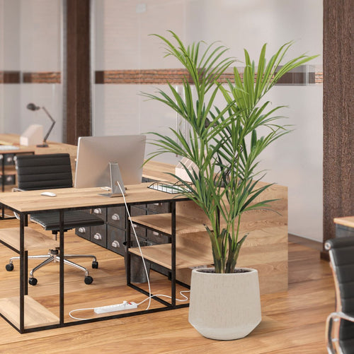 Maxifleur Kentia deluxe kunstpalm 165cm