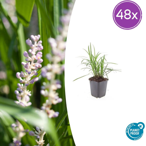 Trendyplants - Liriope muscari 'Moneymaker' - 48 stuks - Leliegras - Winterhard - Hoogte 10-30 cm - Potmaat Ø9cm - vtwonen shop