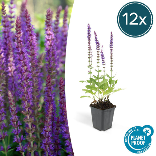 Trendyplants - Salvia Nemorosa 'Ostfriesland' - 12 stuks - Salie - Winterhard - Hoogte 10-25cm - Potmaat Ø9cm - vtwonen shop