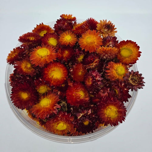 Koppen Rode Helichrysum - Strobloemen | In hersluitbare emmer | Gewicht ± 100 gram - vtwonen shop