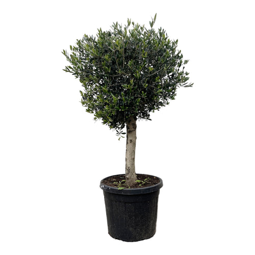 Trendyplants - Olijfboom - Hoogte 170-190 cm - Stamomtrek 20-30 cm - Winterhard - Tuinplant - Potmaat Ø45cm - Olea Lorc - vtwonen shop