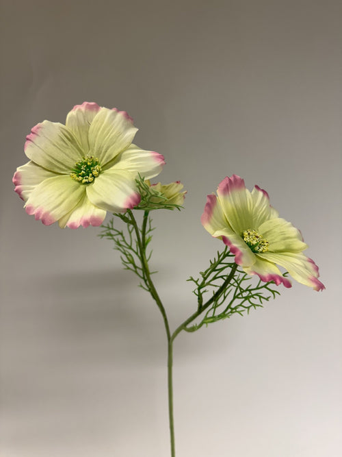 My Flowers.shop Geelroze cosmea zijden bloem | Lengte 65 centimeter | Per stuk - vtwonen shop