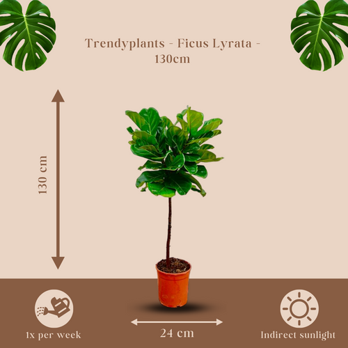 Trendyplants - Ficus Lyrata op stam - Tabaksplant - Kamerplant - Hoogte 120-140 cm - Potmaat Ø24cm - vtwonen shop