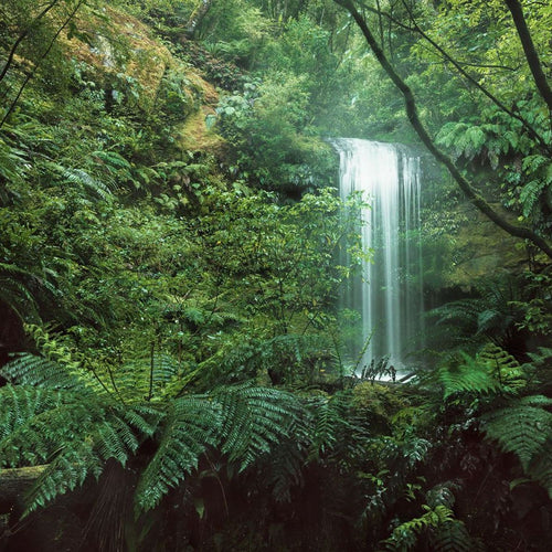 Sanders & Sanders fotobehang jungle groen - 450 x 280 cm - 612703