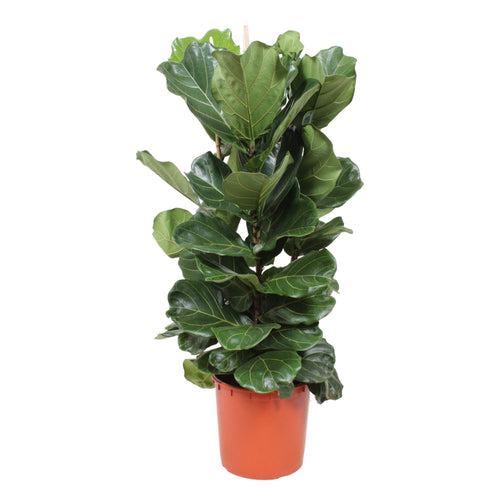 Trendyplants - Ficus Lyrata struik - Tabaksplant - Kamerplant - Hoogte 150-170 cm - Potmaat Ø30cm - vtwonen shop