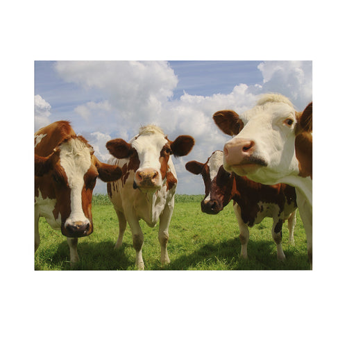 Art for the Home Buitencanvas - Nieuwsgierige Koeien - 50x70cm