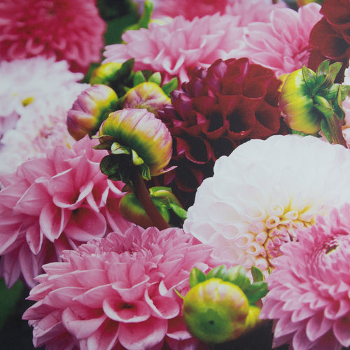 Art for the Home Buitencanvas - Dahlia - 50x50cm