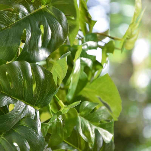 Maxifleur Monstera kunst hangplant 80cm - groen