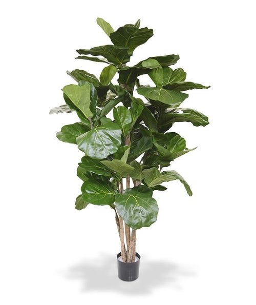 Maxifleur Lyrata deluxe kunstboom 170cm FR