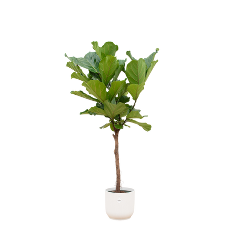 Trendyplants - Ficus Lyrata stam inclusief elho Vibes Fold Round wit - 160 cm - Ø30cm - vtwonen shop