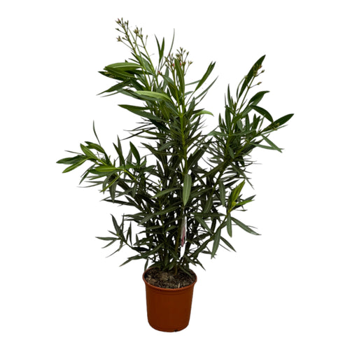 Trendyplants - Nerium Oleander struik met rode bloem - Hoogte 100-120 cm - Tuinplant - Potmaat Ø22cm - vtwonen shop