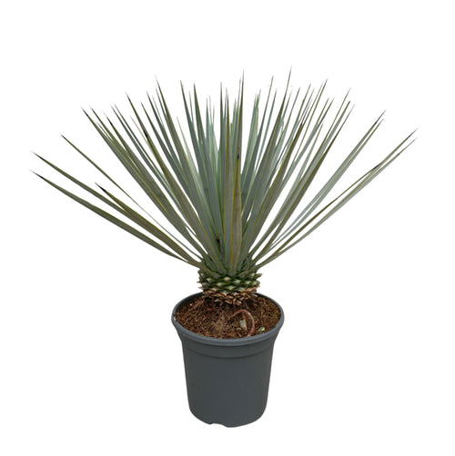 Trendyplants - Yucca Rostrata - Winterhard - Tuinplant - Hoogte 40-60 cm - Potmaat Ø20cm - vtwonen shop